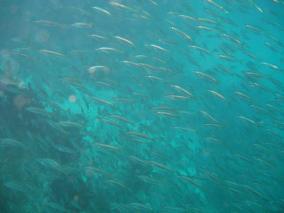 Lots of Fish