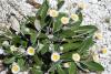 Marlborough Rock Daisy