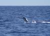 Marlin