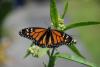 Monarch Butterfly 1