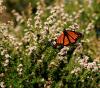 Monarch Butterfly