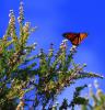 Monarch Butterfly In Flight