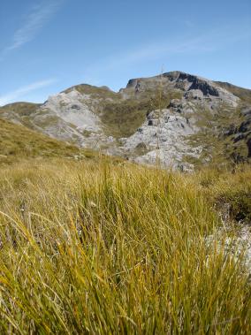 Mount Arthur