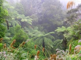 Native Bush in the Rain