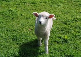 Natureland Lamb