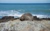 New Zealand Fur Seal