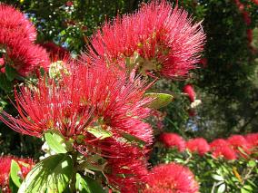 NZ Christmas Tree