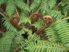 Koru New Zealand Fern