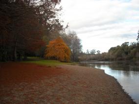 Autumn Orange Tree