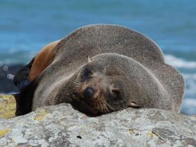 Peeking Seal