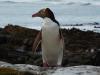 Yellow-eyed Penguin