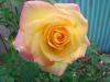 Yellow Rose