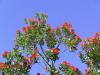 Pohutukawa and Blue