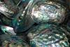 Polished Paua Shells