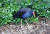 Pukeko 1