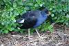 Pukeko 2