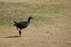 Pukeko