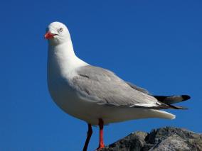 Close up of a Gull Posing on a Rock