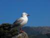 Seagull on a Rock