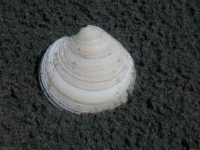 I See Seashells