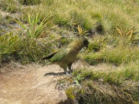 Side View of Kea