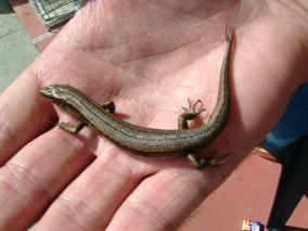 Lizard on hand