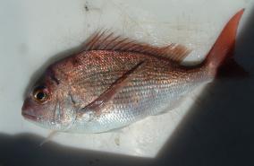 Snapper Fishing