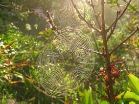 Spider Webs in The Sunshine