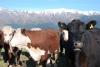 St Arnaud Cows