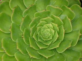 Succulent Close Up
