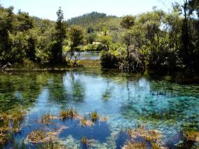 Te Waikoropupu Springs 2