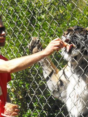 Tiger feeding