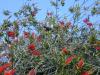 Tui in a Tree