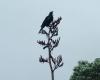 Tui on Flax