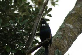 Tui Song