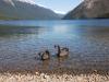 Two Black Swans Feeding