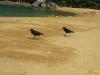 Variable Oystercatcher