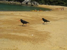 Variable Oystercatcher