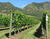 Vineyard in Summer