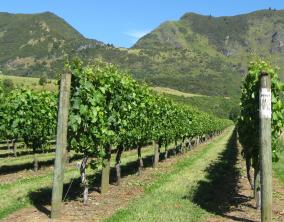 Vineyard in Summer