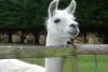 White Llama