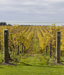 Hawkes Bay grape vines