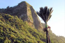 Nikau Nikau