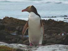 Yellow-eyed Penguin Yellow-eyed Penguin